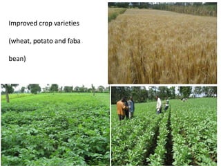 Improved crop varieties 
(wheat, potato and faba 
bean) 
 
