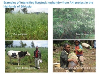 Examples of intensified livestock husbandry from AHI project in the 
highlands of Ethiopia 
Oat varieties 
Tree lucerne 
Cross breed cows Milk processing for consumption & income 
 