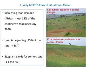 2. Why IVCCD?-Current situations- Africa 
• Increasing food demand 
(African meet 13% of the 
continent’s food needs by 
2050) 
• Land is degrading (75% of the 
total in SSA) 
• Stagnant yields for some crops 
(< 1 ton ha-1) 
Soil nutrient depletion in central 
Ethiopia 
Poor barley crop performance in 
central Ethiopia 
 
