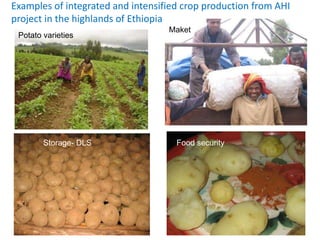 Agricultural intensification, value chain development and human capacity strengthening: How can we build these together