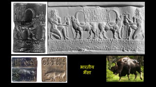 भारतीय
भैंसा
 