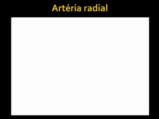 Artéria radial