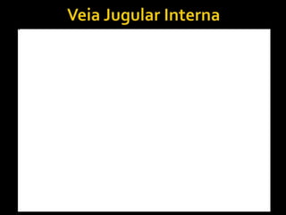 Veia Jugular Interna