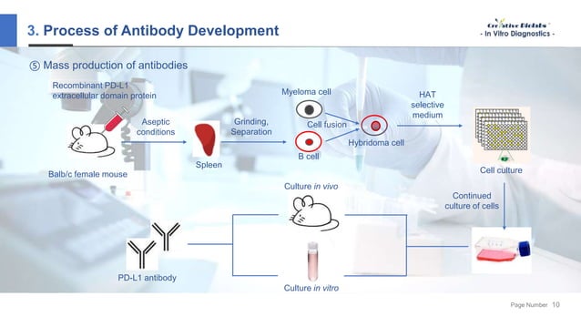 In Vitro Diagnostic (IVD) Antibody Development - Creative Biolabs ...