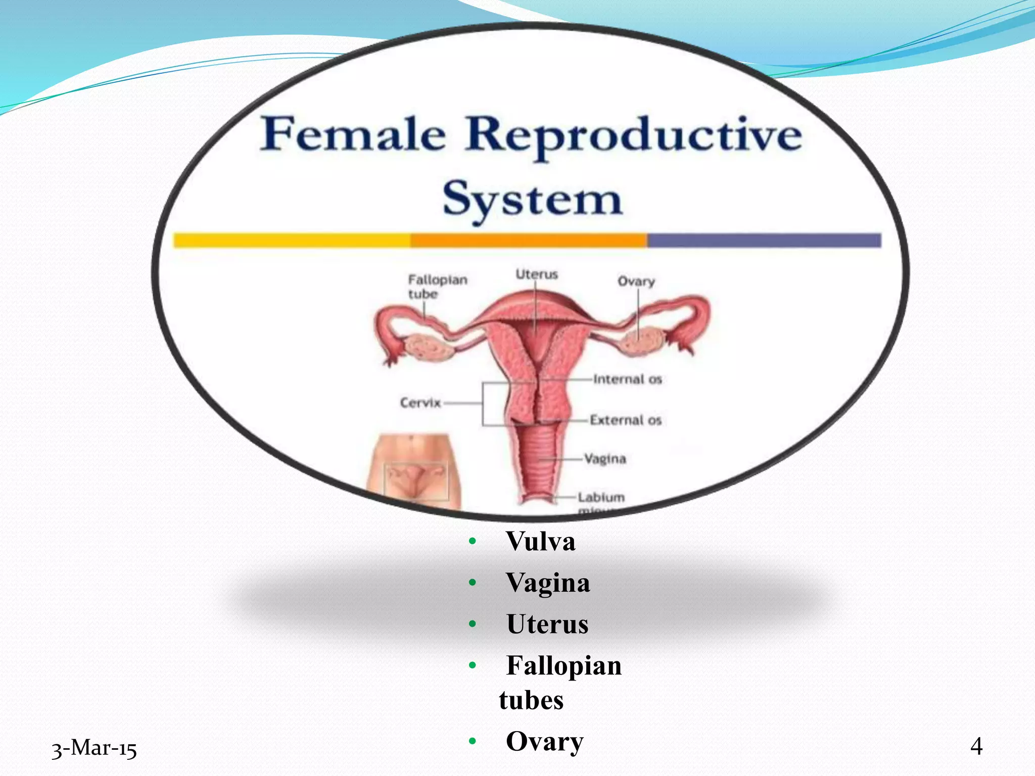 • Vulva
• Vagina
• Uterus
• Fallopian
tubes
• Ovary3-Mar-15 4
 