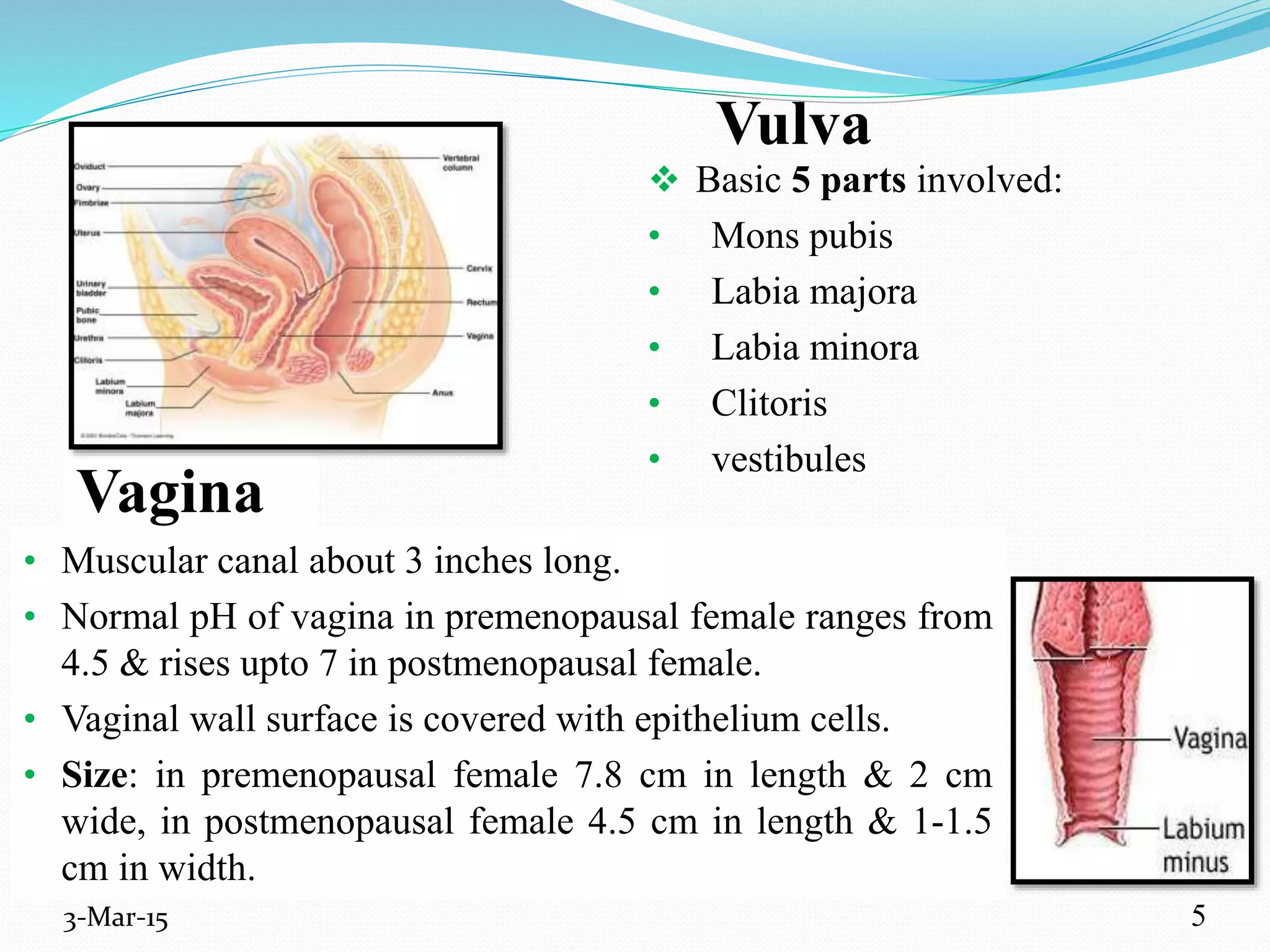 Vulva
 Basic 5 parts involved:
• Mons pubis
• Labia majora
• Labia minora
• Clitoris
• vestibules
3-Mar-15
Vagina
• Muscular canal about 3 inches long.
• Normal pH of vagina in premenopausal female ranges from
4.5 & rises upto 7 in postmenopausal female.
• Vaginal wall surface is covered with epithelium cells.
• Size: in premenopausal female 7.8 cm in length & 2 cm
wide, in postmenopausal female 4.5 cm in length & 1-1.5
cm in width.
5
 