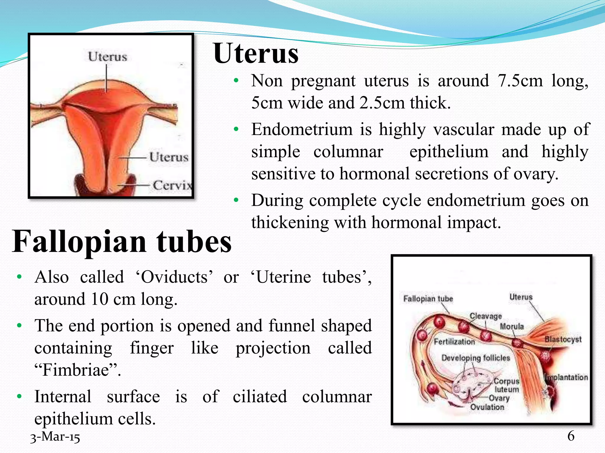 Uterus
• Non pregnant uterus is around 7.5cm long,
5cm wide and 2.5cm thick.
• Endometrium is highly vascular made up of
simple columnar epithelium and highly
sensitive to hormonal secretions of ovary.
• During complete cycle endometrium goes on
thickening with hormonal impact.
3-Mar-15
Fallopian tubes
• Also called ‘Oviducts’ or ‘Uterine tubes’,
around 10 cm long.
• The end portion is opened and funnel shaped
containing finger like projection called
“Fimbriae”.
• Internal surface is of ciliated columnar
epithelium cells.
6
 