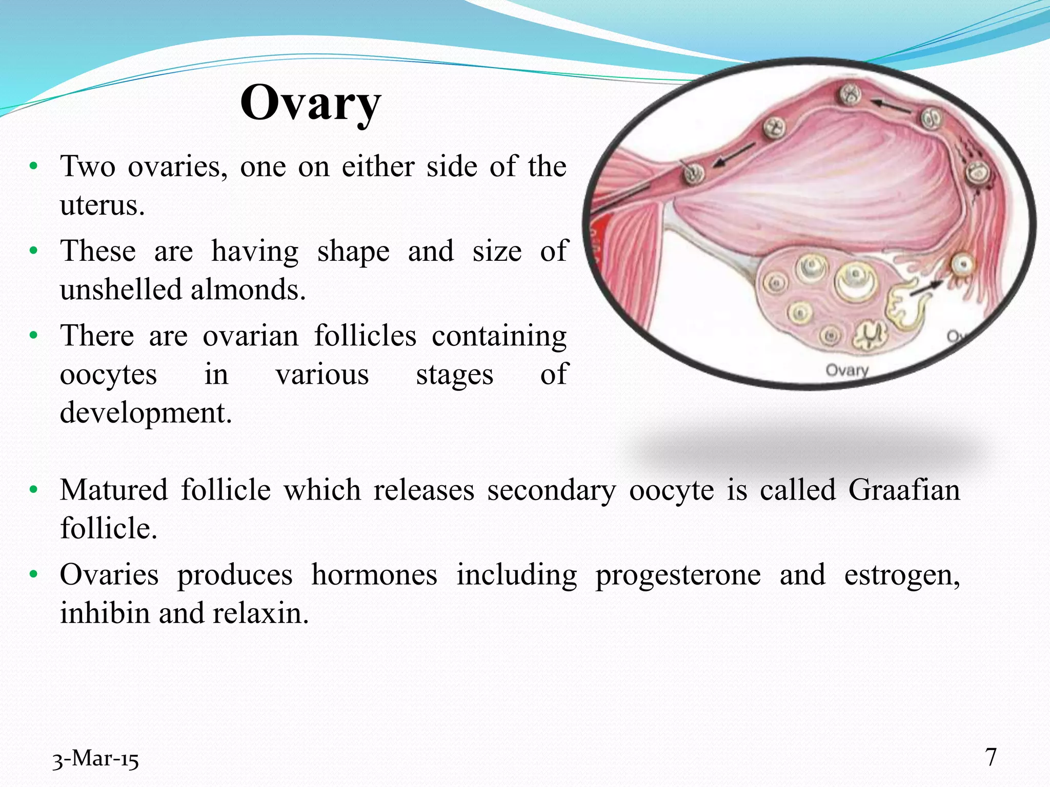 Ovary
• Two ovaries, one on either side of the
uterus.
• These are having shape and size of
unshelled almonds.
• There are ovarian follicles containing
oocytes in various stages of
development.
3-Mar-15
• Matured follicle which releases secondary oocyte is called Graafian
follicle.
• Ovaries produces hormones including progesterone and estrogen,
inhibin and relaxin.
7
 