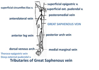 superficial circumflex iliac v.
superficial epigastric v.
superficial ext. pudendal v.
posteromedial vein
anterior leg vei...
