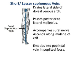 Short/ Lesser saphenous Vein:
Drains lateral side of
dorsal venous arch.
Passes posterior to
lateral malleolus.
Accompanie...