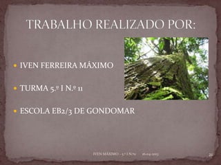  IVEN FERREIRA MÁXIMO


 TURMA 5.º I N.º 11


 ESCOLA EB2/3 DE GONDOMAR




                       IVEN MÁXIMO - 5.º I N.º11   16-04-2013   21
 