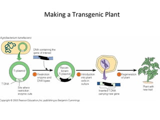Making a Transgenic Plant 