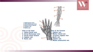 Veins of the Hand
1. Digital Dorsal veins
2. Dorsal Metacarpal veins
3. Dorsal venous network
4. Cephalic vein
5. Basilic vein
1. Digital Dorsal veins
2. Dorsal Metacarpal veins
3. Dorsal venous network
4. Cephalic vein
5. Basilic vein
Veins of the Forearm
1. Cephalic vein
2. Median Cubital vein
3. Accessory Cephalic Vein
4. Basilic vein
5. Cephalic vein
6. Median antebrachial vein
 