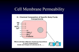IV fluid therapy 101410 (4).ppt