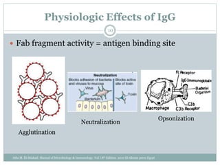 Physiologic Effects of IgG
 Fab fragment activity = antigen binding site
Agglutination
Neutralization
Opsonization
10
Abla M. El-Mishad: Manual of Microbiology & Immunology. Vol I 8th Edition. 2010 El-Ahram press Egypt
 