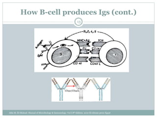 How B-cell produces Igs (cont.)
13
CD40/CD40L
Abla M. El-Mishad: Manual of Microbiology & Immunology. Vol I 8th Edition. 2010 El-Ahram press Egypt
 