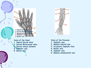 Veins of the Hand 1. Digital Dorsal veins 2. Dorsal Metacarpal veins 3. Dorsal venous network 4. Cephalic vein 5. Basilic vein Veins of the Forearm 1. Cephalic vein 2. Median Cubital vein 3. Accessory Cephalic Vein 4. Basilic vein 5. Cephalic vein 6. Median antebrachial vein 1. Digital Dorsal veins 2. Dorsal Metacarpal veins 3. Dorsal venous network 4. Cephalic vein 5. Basilic vein   