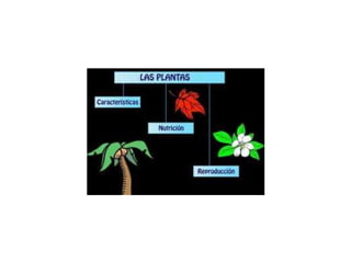 las plantas 