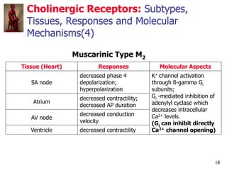 18
Cholinergic Receptors: Subtypes,
Tissues, Responses and Molecular
Mechanisms(4)
Muscarinic Type M2
Tissue (Heart) Respo...