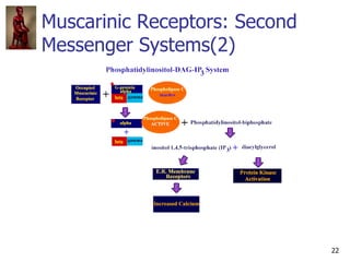 22
Muscarinic Receptors: Second
Messenger Systems(2)
 