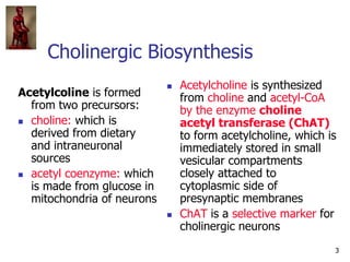 3
Cholinergic Biosynthesis
Acetylcoline is formed
from two precursors:
 choline: which is
derived from dietary
and intran...