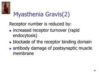 47
Myasthenia Gravis(2)
Receptor number is reduced by:
 increased receptor turnover (rapid
endocytosis)
 blockade of the...