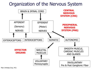 Marc Imhotep Cray, M.D.
20
Peripheral Nervous System (PNS)
Peripheral nerves contain both motor and sensory neurons
Motor ...