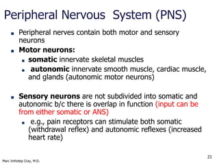Marc Imhotep Cray, M.D.
21
Generic Neuron Anatomy
http://en.wikipedia.org/wiki/Neuron
Basic structural unit of nervous sys...