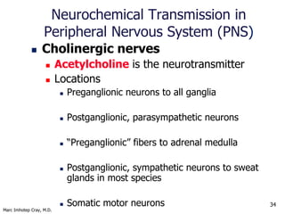 Marc Imhotep Cray, M.D.
34
Cholinergic
Neurotransmission
Pre
Ganglion
Effector
organs
PostThoracic or lumbar
cord
Pre
Gang...