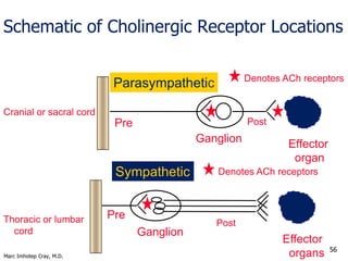 Marc Imhotep Cray, M.D.
56
Cholinergic Receptor Subtypes
 Muscarinic
 Postganglionic, parasympathetic, neuroeffector
jun...