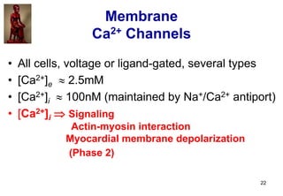22
Membrane
Ca2+ Channels
• All cells, voltage or ligand-gated, several types
• [Ca2+]e  2.5mM
• [Ca2+]i  100nM (maintai...