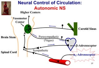 37
Neural Control of Circulation:
Autonomic NS
Spinal Cord
Brain Stem
Carotid Sinus
Parasympathetic
(Vagus)
Sympathetic
1...