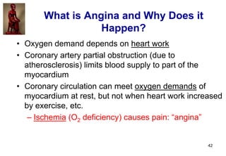 42
• Oxygen demand depends on heart work
• Coronary artery partial obstruction (due to
atherosclerosis) limits blood suppl...