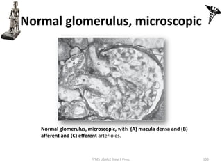 High Yield Image Plates-Gross Pathology, Histopathology, Microbiology ...