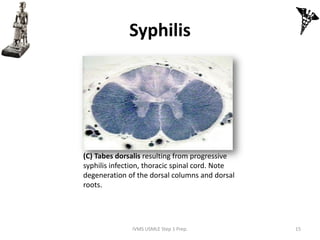 Syphilis Microbe Notes High Yield Image Plates-Gross Pathology, Histopathology, Microbiology ...