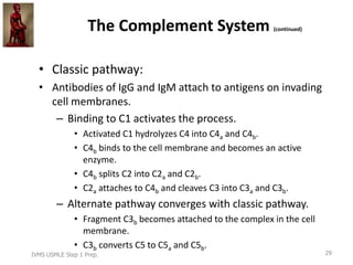 Immune System: Immunocytology, Immunophysiology and Intro to ...