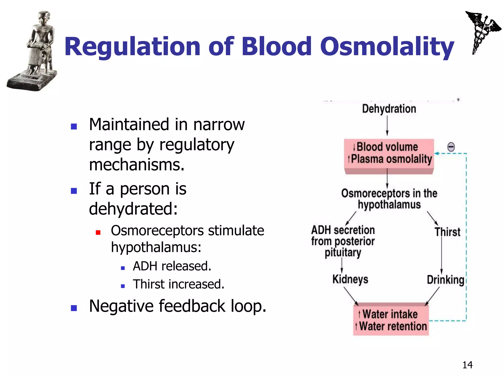 Regulation of Blood Osmolality

   Maintained in narrow
    range by regulatory
    mechanisms.
   If a person is
    dehydrated:
       Osmoreceptors stimulate
        hypothalamus:
            ADH released.
            Thirst increased.
   Negative feedback loop.


                                  14
 