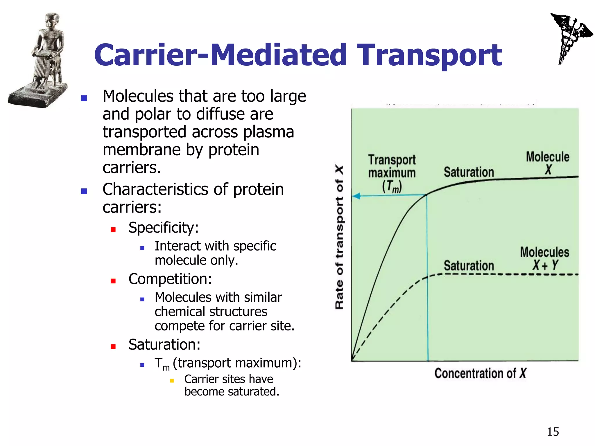 Carrier-Mediated Transport
   Molecules that are too large
    and polar to diffuse are
    transported across plasma
    membrane by protein
    carriers.
   Characteristics of protein
    carriers:
        Specificity:
             Interact with specific
              molecule only.
        Competition:
             Molecules with similar
              chemical structures
              compete for carrier site.
        Saturation:
             Tm (transport maximum):
                   Carrier sites have
                    become saturated.


                                          15
 