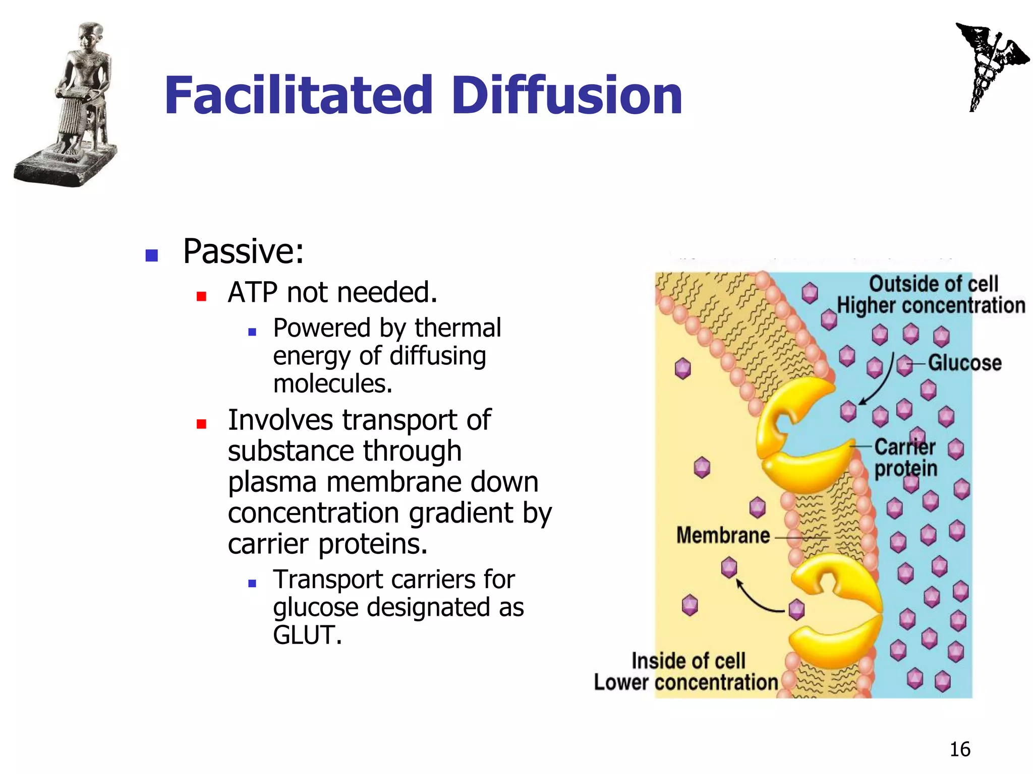 Facilitated Diffusion

   Passive:
        ATP not needed.
             Powered by thermal
              energy of diffusing
              molecules.
        Involves transport of
         substance through
         plasma membrane down
         concentration gradient by
         carrier proteins.
             Transport carriers for
              glucose designated as
              GLUT.



                                       16
 
