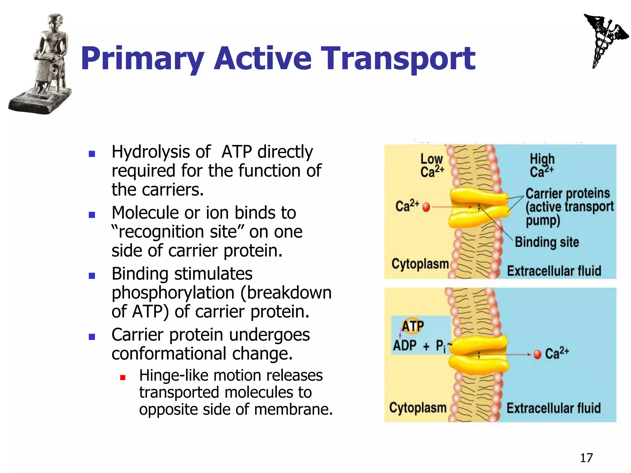 Primary Active Transport

   Hydrolysis of ATP directly
    required for the function of
    the carriers.
   Molecule or ion binds to
    “recognition site” on one
    side of carrier protein.
   Binding stimulates
    phosphorylation (breakdown
    of ATP) of carrier protein.
   Carrier protein undergoes
    conformational change.
        Hinge-like motion releases
         transported molecules to
         opposite side of membrane.


                                      17
 