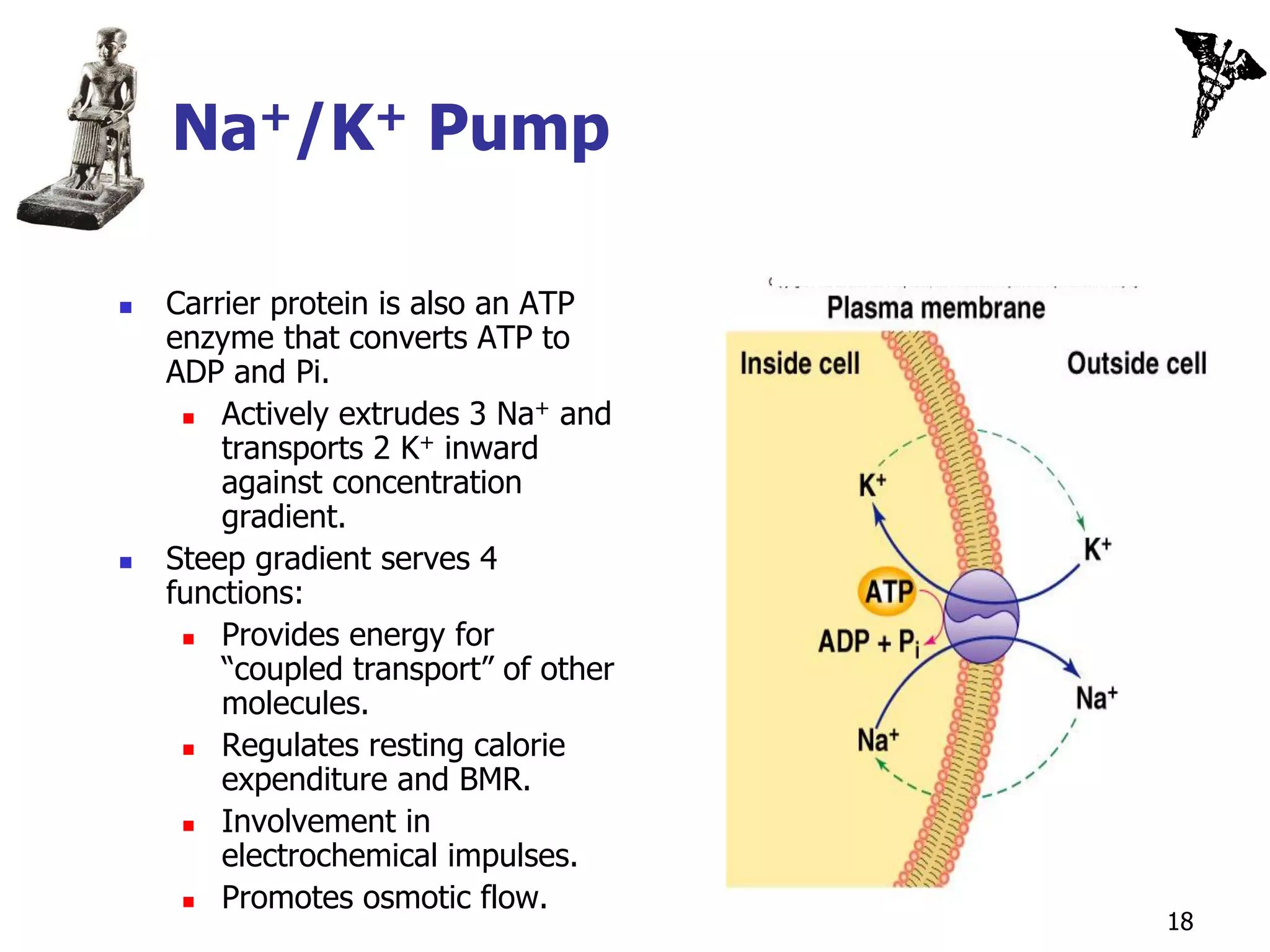 Na+/K+ Pump

   Carrier protein is also an ATP
    enzyme that converts ATP to
    ADP and Pi.
       Actively extrudes 3 Na+ and
        transports 2 K+ inward
        against concentration
        gradient.
   Steep gradient serves 4
    functions:
       Provides energy for
        “coupled transport” of other
        molecules.
       Regulates resting calorie
        expenditure and BMR.
       Involvement in
        electrochemical impulses.
       Promotes osmotic flow.
                                       18
 