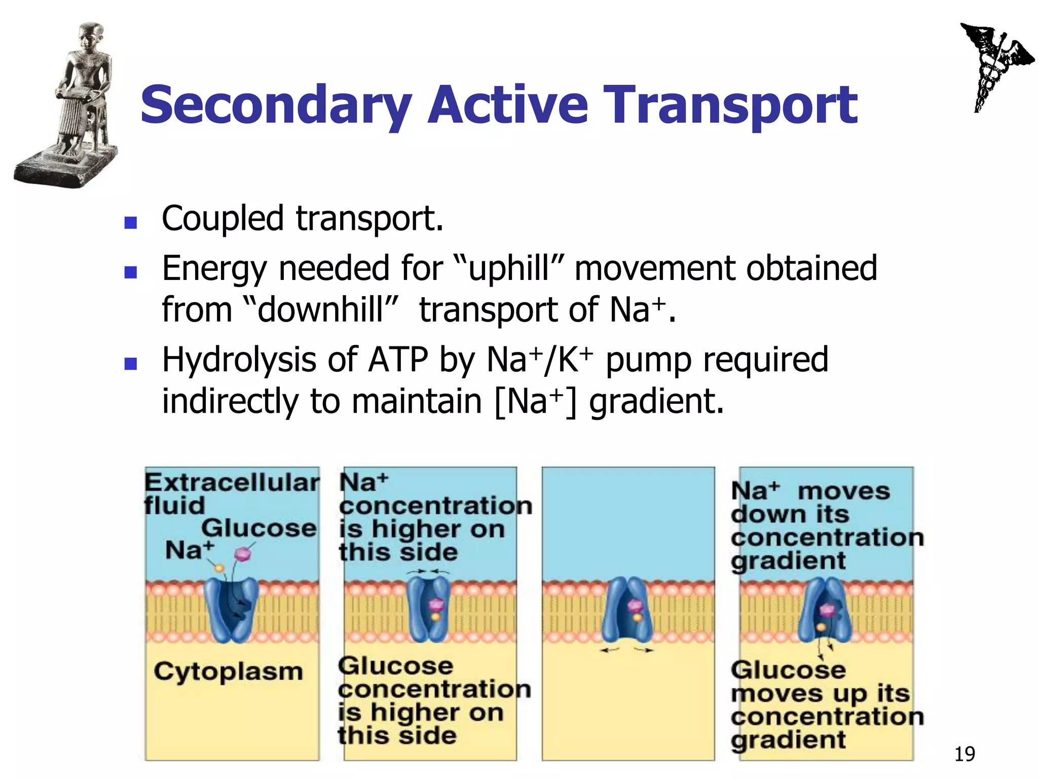 Secondary Active Transport

   Coupled transport.
   Energy needed for “uphill” movement obtained
    from “downhill” transport of Na+.
   Hydrolysis of ATP by Na+/K+ pump required
    indirectly to maintain [Na+] gradient.




                                                   19
 