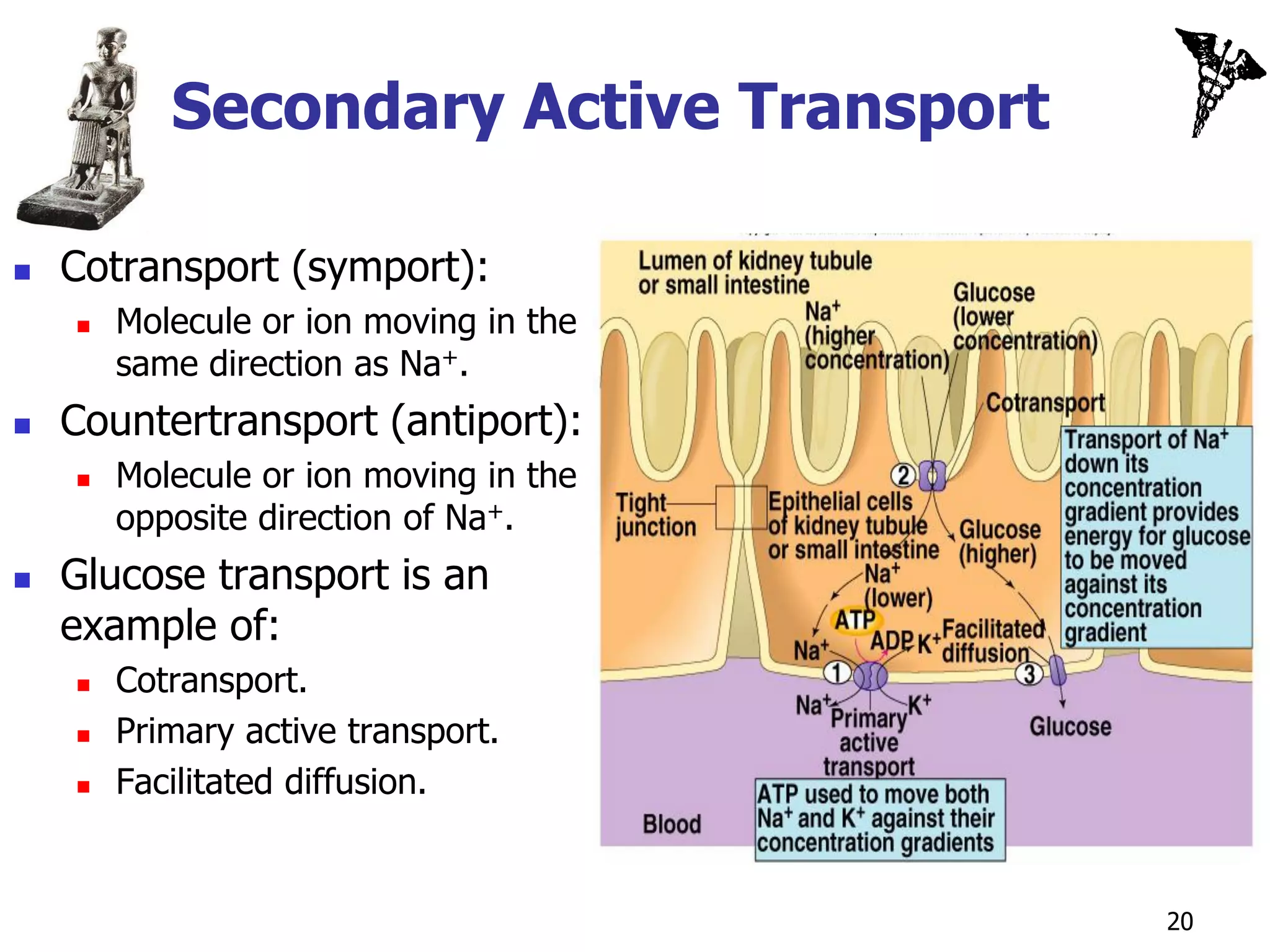 Secondary Active Transport

   Cotransport (symport):
       Molecule or ion moving in the
        same direction as Na+.
   Countertransport (antiport):
       Molecule or ion moving in the
        opposite direction of Na+.
   Glucose transport is an
    example of:
       Cotransport.
       Primary active transport.
       Facilitated diffusion.


                                        20
 