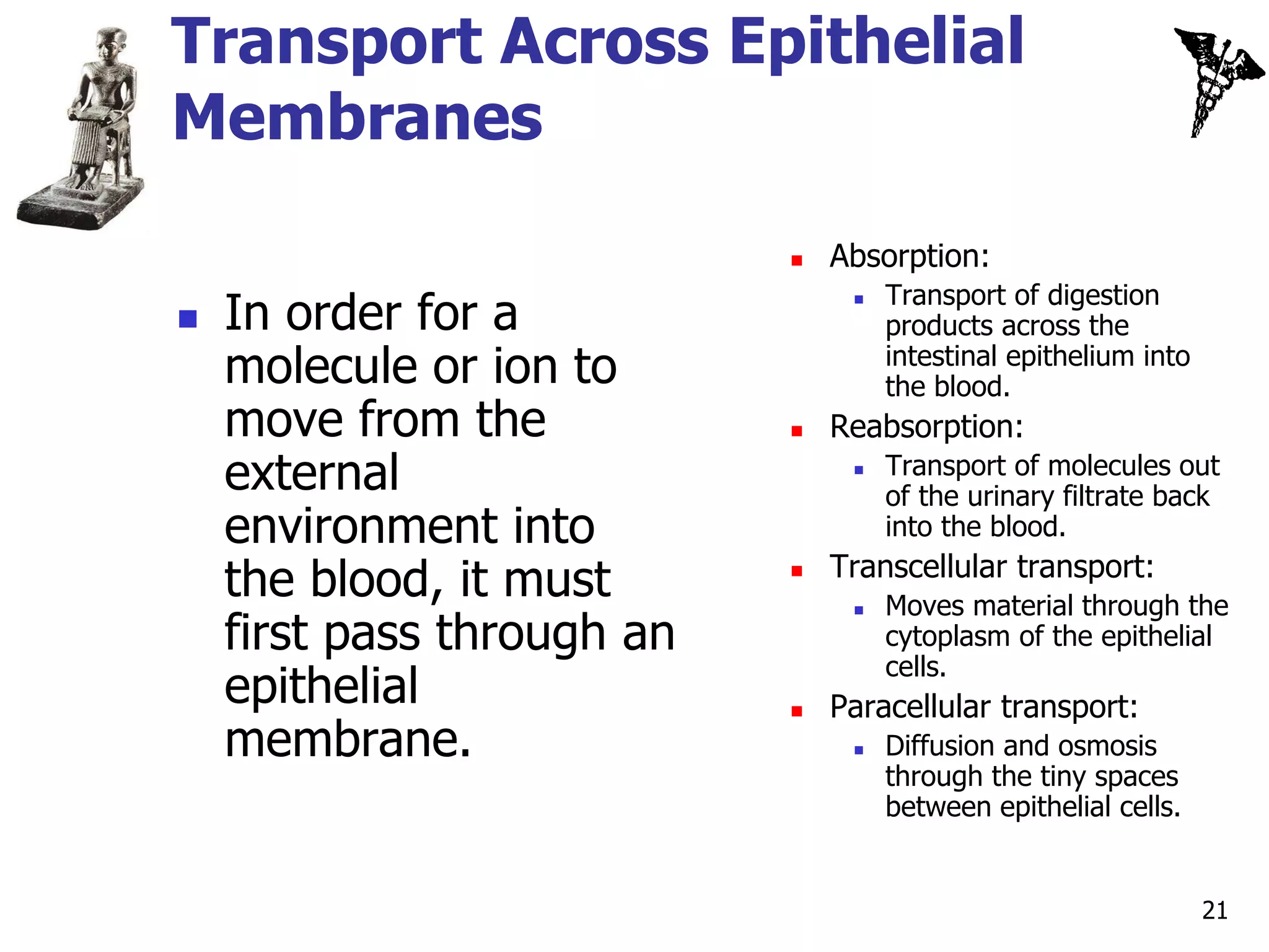 Transport Across Epithelial
Membranes

                               Absorption:
                                     Transport of digestion
    In order for a
                                 
                                    products across the
    molecule or ion to               intestinal epithelium into
                                     the blood.
    move from the              Reabsorption:
    external                        Transport of molecules out
                                     of the urinary filtrate back
    environment into                 into the blood.
                                Transcellular transport:
    the blood, it must      

                                     Moves material through the
    first pass through an
                                 

                                     cytoplasm of the epithelial
                                     cells.
    epithelial                 Paracellular transport:
    membrane.                       Diffusion and osmosis
                                     through the tiny spaces
                                     between epithelial cells.


                                                                  21
 