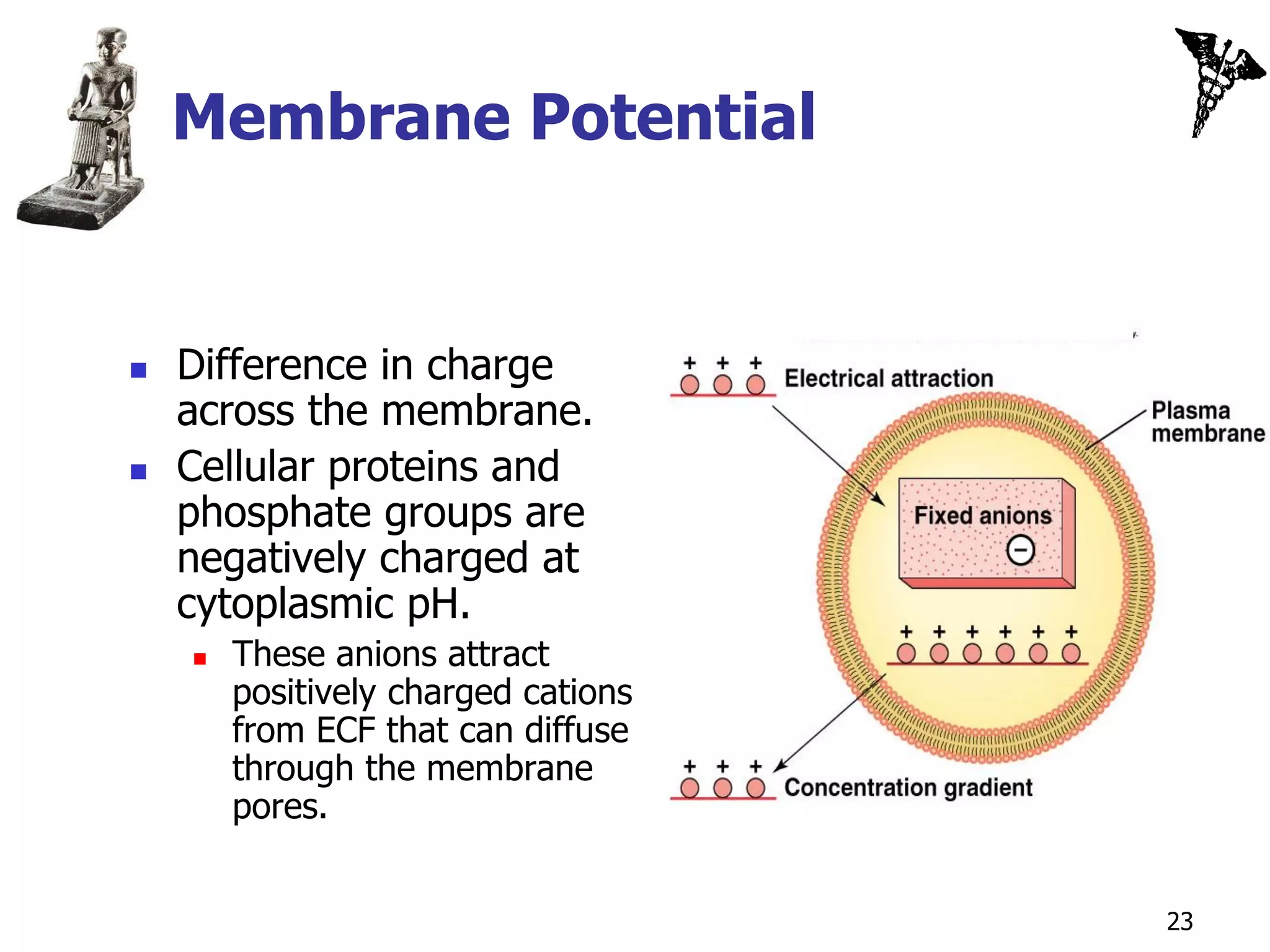 Membrane Potential


   Difference in charge
    across the membrane.
   Cellular proteins and
    phosphate groups are
    negatively charged at
    cytoplasmic pH.
       These anions attract
        positively charged cations
        from ECF that can diffuse
        through the membrane
        pores.


                                     23
 