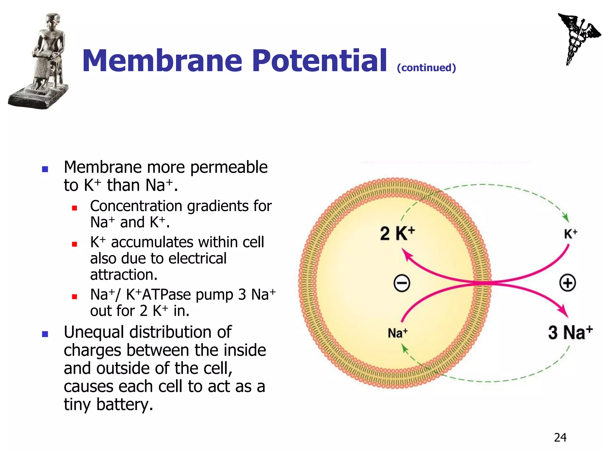 Membrane Potential            (continued)




   Membrane more permeable
    to K+ than Na+.
        Concentration gradients for
         Na+ and K+.
        K+ accumulates within cell
         also due to electrical
         attraction.
        Na+/ K+ATPase pump 3 Na+
         out for 2 K+ in.
   Unequal distribution of
    charges between the inside
    and outside of the cell,
    causes each cell to act as a
    tiny battery.
                                                     24
 