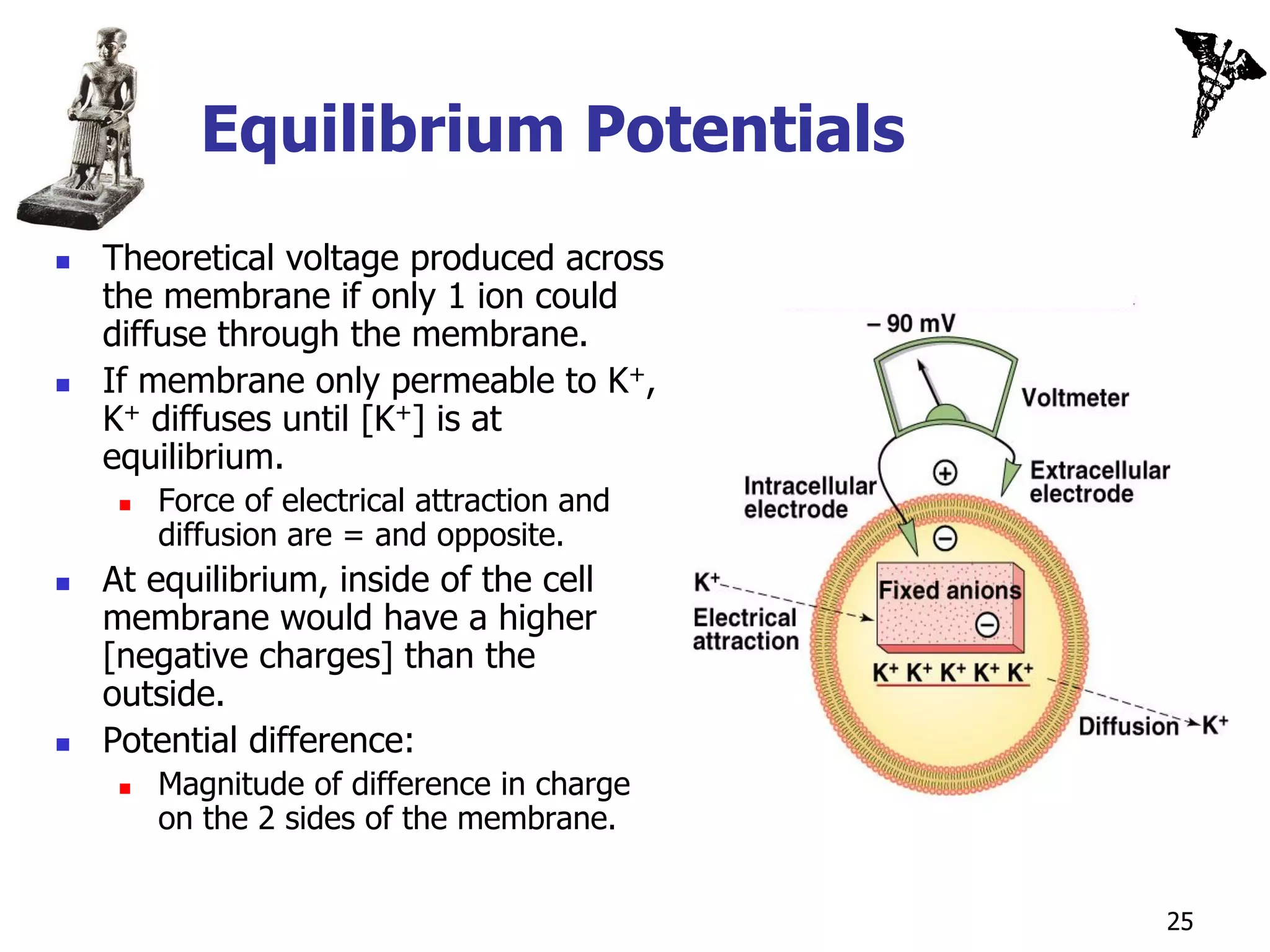 Equilibrium Potentials
   Theoretical voltage produced across
    the membrane if only 1 ion could
    diffuse through the membrane.
   If membrane only permeable to K+,
    K+ diffuses until [K+] is at
    equilibrium.
        Force of electrical attraction and
         diffusion are = and opposite.
   At equilibrium, inside of the cell
    membrane would have a higher
    [negative charges] than the
    outside.
   Potential difference:
        Magnitude of difference in charge
         on the 2 sides of the membrane.


                                              25
 