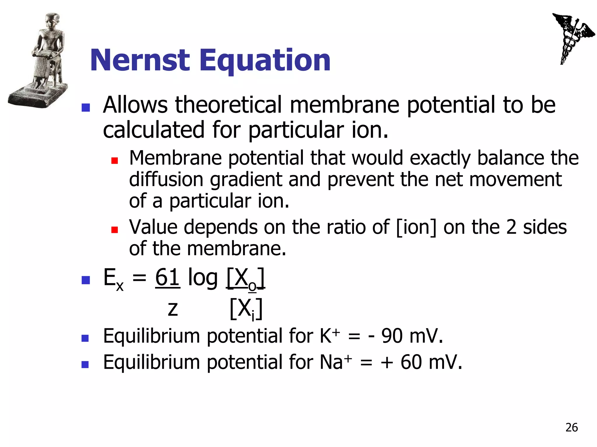 Nernst Equation
   Allows theoretical membrane potential to be
    calculated for particular ion.
       Membrane potential that would exactly balance the
        diffusion gradient and prevent the net movement
        of a particular ion.
       Value depends on the ratio of [ion] on the 2 sides
        of the membrane.
   Ex = 61 log [Xo]
          z     [Xi]
   Equilibrium potential for K+ = - 90 mV.
   Equilibrium potential for Na+ = + 60 mV.


                                                        26
 