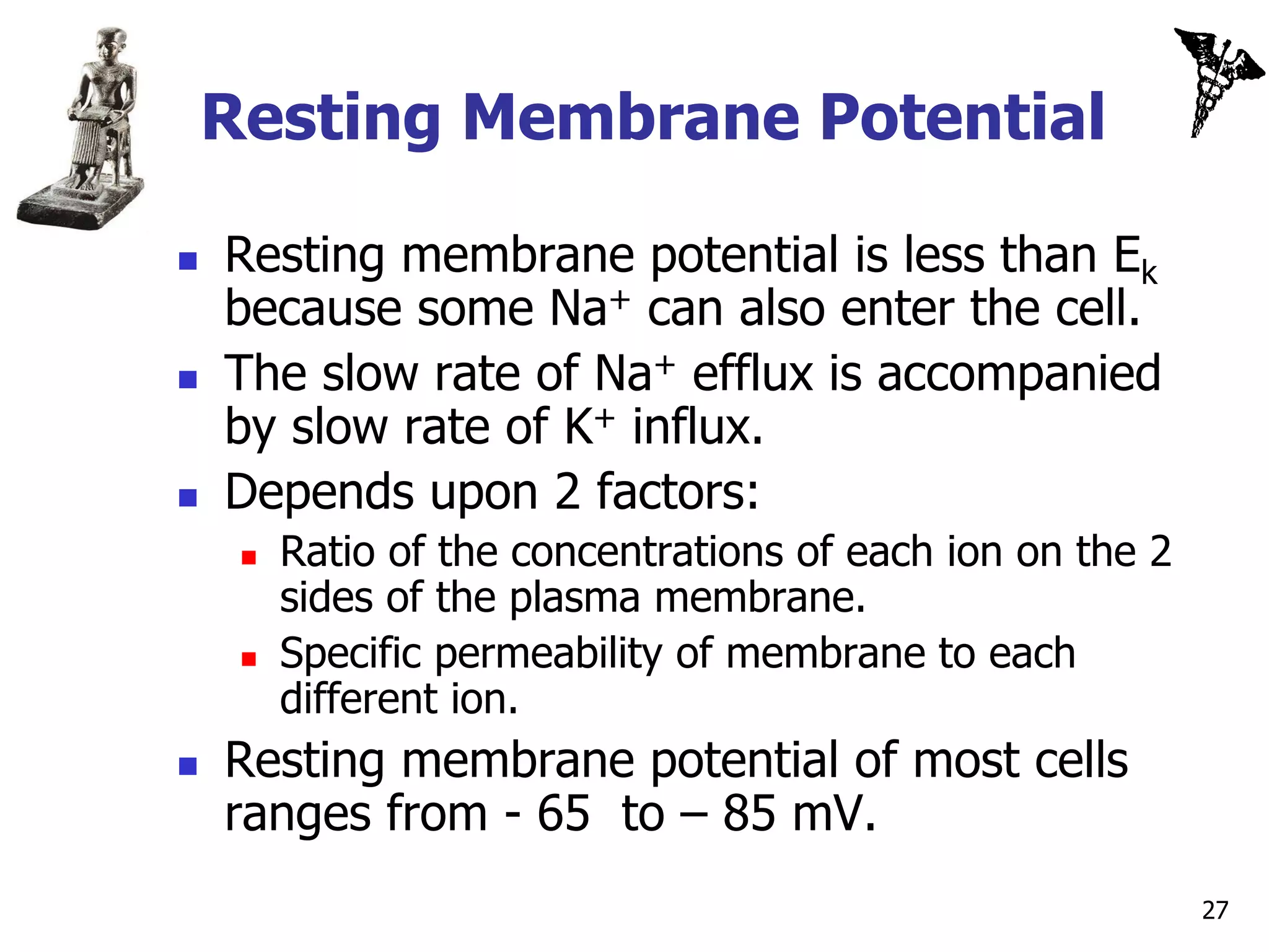 Resting Membrane Potential

   Resting membrane potential is less than Ek
    because some Na+ can also enter the cell.
   The slow rate of Na+ efflux is accompanied
    by slow rate of K+ influx.
   Depends upon 2 factors:
        Ratio of the concentrations of each ion on the 2
         sides of the plasma membrane.
        Specific permeability of membrane to each
         different ion.
   Resting membrane potential of most cells
    ranges from - 65 to – 85 mV.
                                                            27
 
