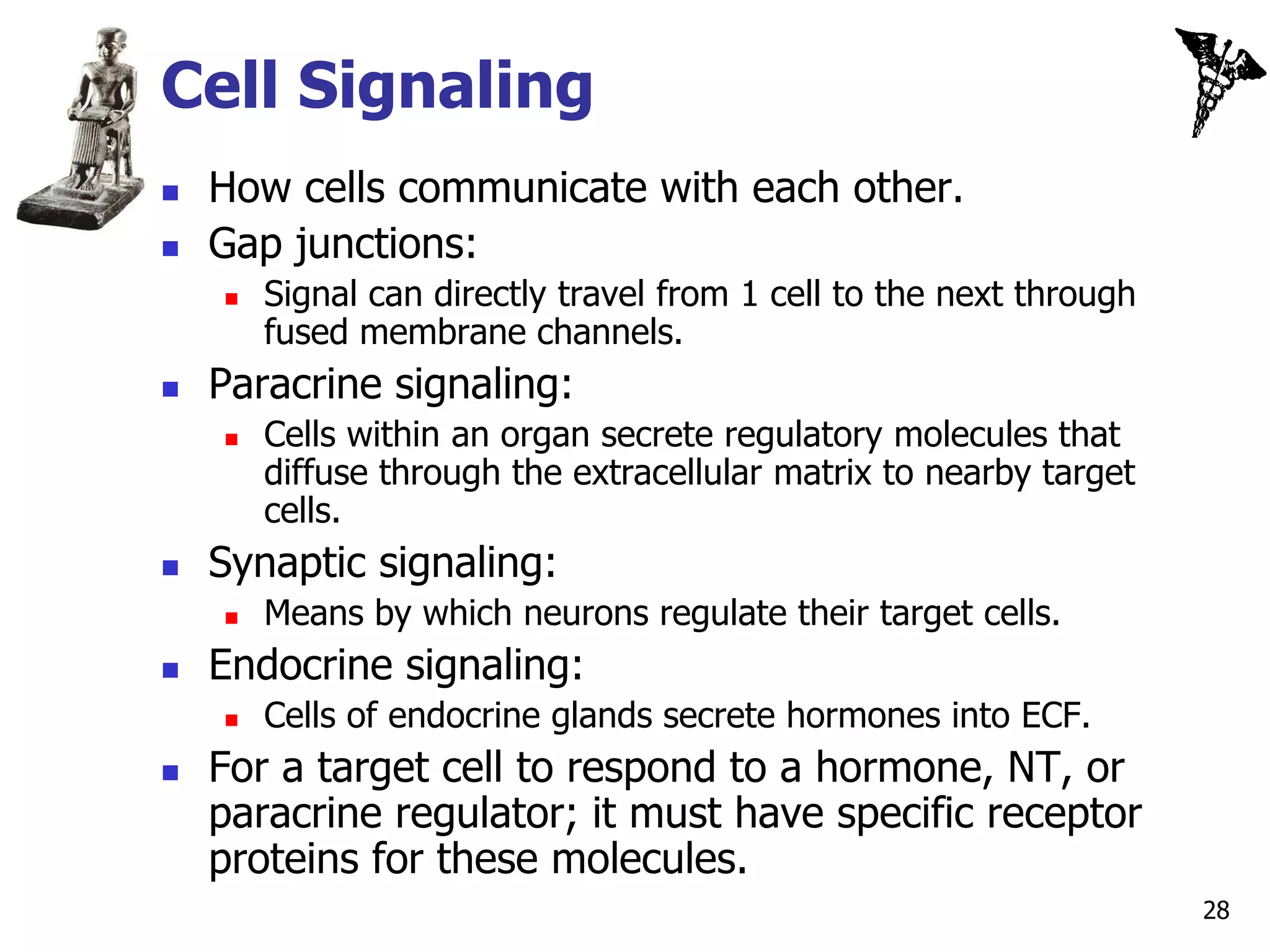Cell Signaling
   How cells communicate with each other.
   Gap junctions:
       Signal can directly travel from 1 cell to the next through
        fused membrane channels.
   Paracrine signaling:
       Cells within an organ secrete regulatory molecules that
        diffuse through the extracellular matrix to nearby target
        cells.
   Synaptic signaling:
       Means by which neurons regulate their target cells.
   Endocrine signaling:
       Cells of endocrine glands secrete hormones into ECF.
   For a target cell to respond to a hormone, NT, or
    paracrine regulator; it must have specific receptor
    proteins for these molecules.
                                                                     28
 